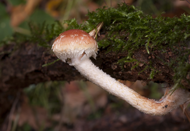 Leratiomyces squamosus var. thraustus